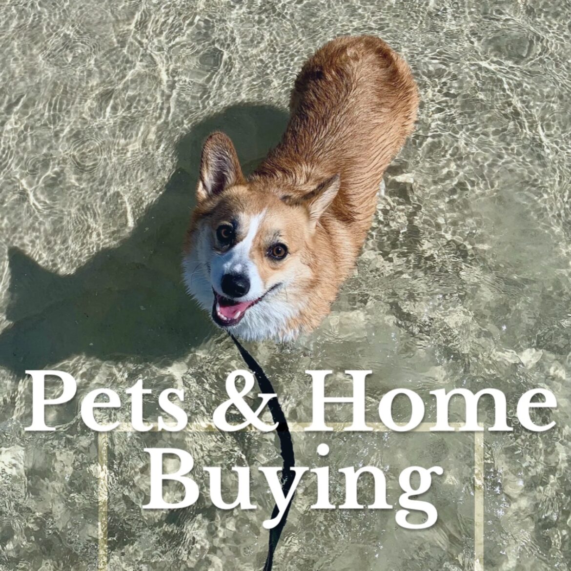 Pets & Homebuying